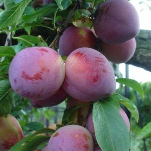 Prunus d. 'Reine Claude d'Althan'