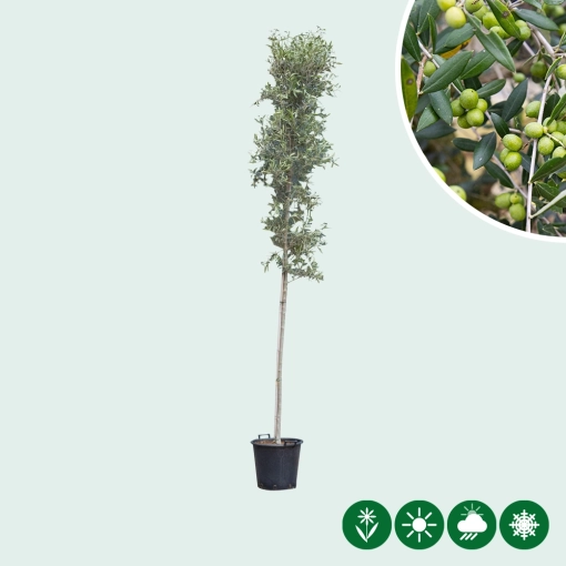 Olijfboom hoogstam