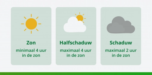 Blauwe regen leiboom