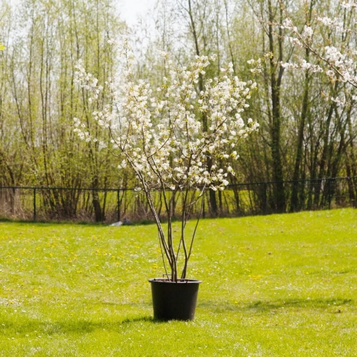 Boomsoorten: welke soort bomen kun je in je tuin zetten?