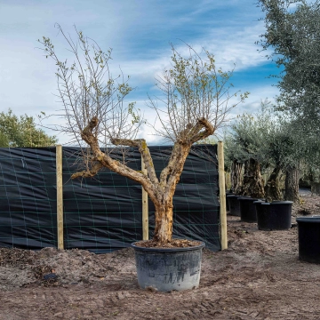 Granaatappelboom volgroeid #10