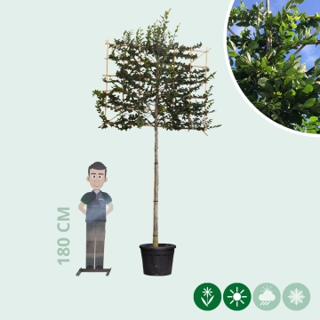 Leihaagbeuk volgroeid