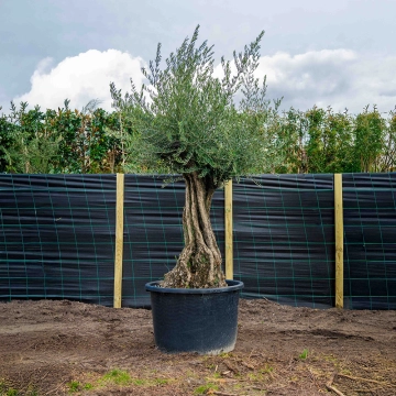 Olijfboom 'Bonsai' #3