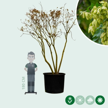 Chinese vernisboom meerstammig