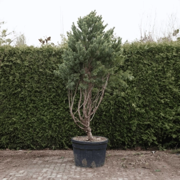 Grove den bonsai #77