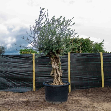 Olijfboom 'Bonsai' #1