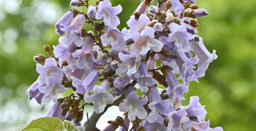 Welke bomen hebben blauwe bloemen?