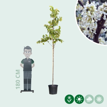 Judasboom 'Texas White'