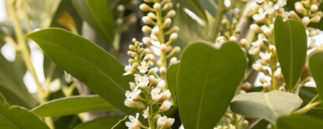 Top 7 bladhoudende meerstammige bomen