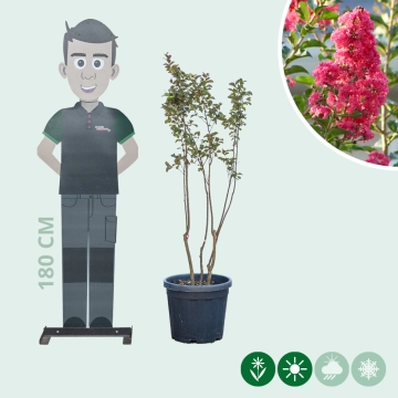 Lagerstroemia Indica 'Rosea' meerstammig