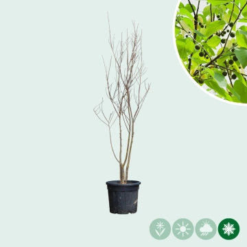 Netelboom meerstammig