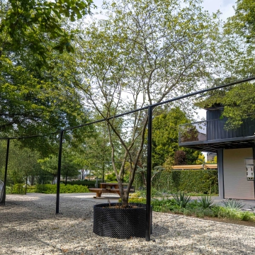 Krentenboom meerstammig #14