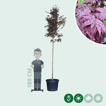 Rode Japanse esdoorn 'Bloodgood' hoogstam