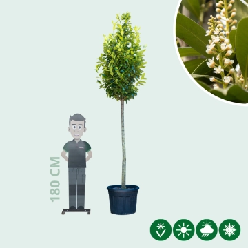 Laurierkers hoogstam