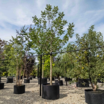 Gewone walnotenboom #21