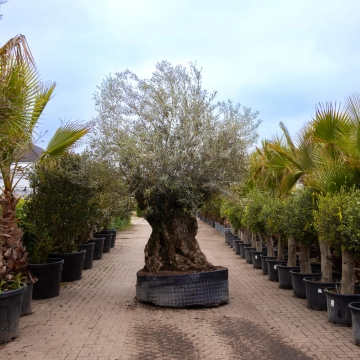 Olijfboom 'Bonsai' #172