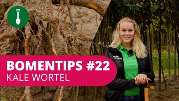 Bomentip #22 | Kale wortel