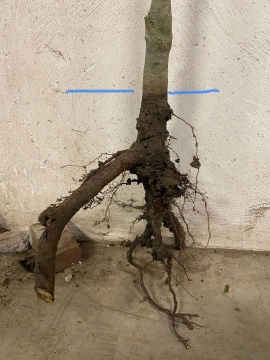 Bomen met kale wortel