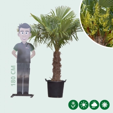 Chinese waaierpalm 60 cm stamhoogte