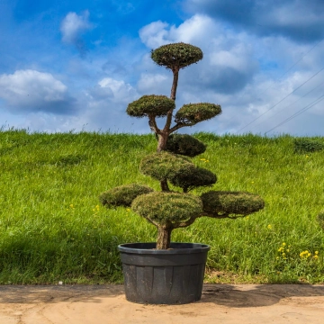 Grove den bonsai #179