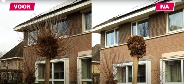 Hoe snoei je een bolcatalpa?