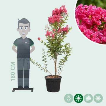 Lagerstroemia 'Tuscarora' meerstammig