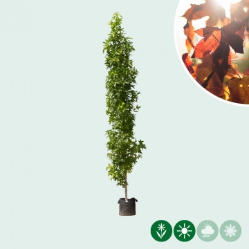 Zuilbomen