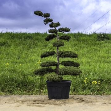 Grove den bonsai #180
