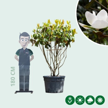 Magnolia grandiflora meerstammig