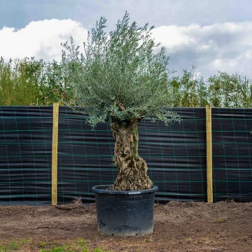 Olijfboom 'Bonsai' #4