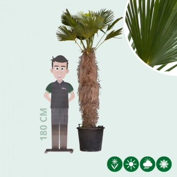 Wagner palm 140 cm stamhoogte