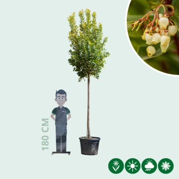 Aardbeienboom