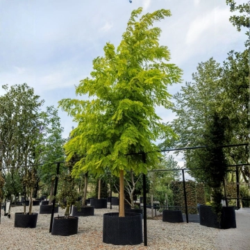 Gele schijn acacia #120