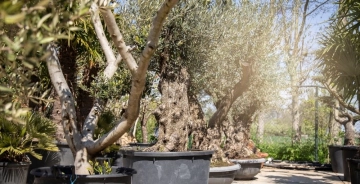 Bomen die goed tegen hitte en droogte kunnen