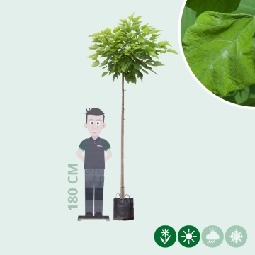 Bolcatalpa 220 cm stamhoogte