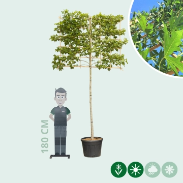 Lei amberboom volgroeid