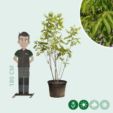 Bijenboom meerstammig