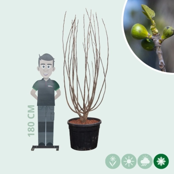 Vijgenboom meerstammig