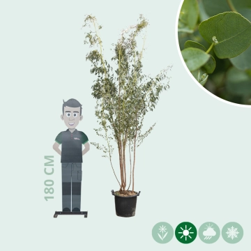 Eucalyptus meerstammig