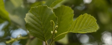 Welke bomen zijn geschikt voor kleigrond?