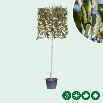 Portugese laurier leiboom 200 cm