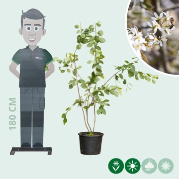 Krentenboom meerstammig