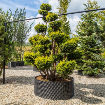 Taxus bonsai #40