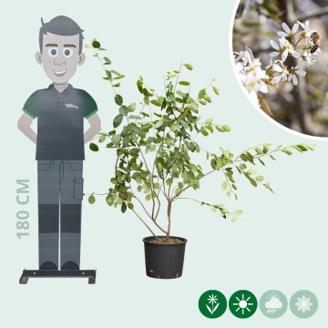 Krentenboom meerstammig