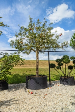 Appelboom Malus d. 'Cox Orange Pippin' #29