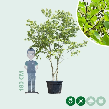 Netelboom meerstammig