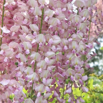 Blauwe regen Rosea