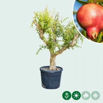 Veredelde granaatappelboom