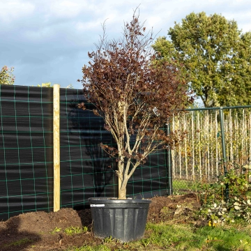 Rode Japanse esdoorn 'Bloodgood' #7