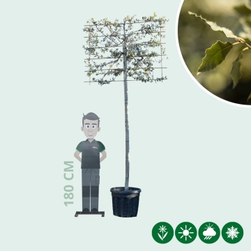 Steeneik leiboom 200 cm